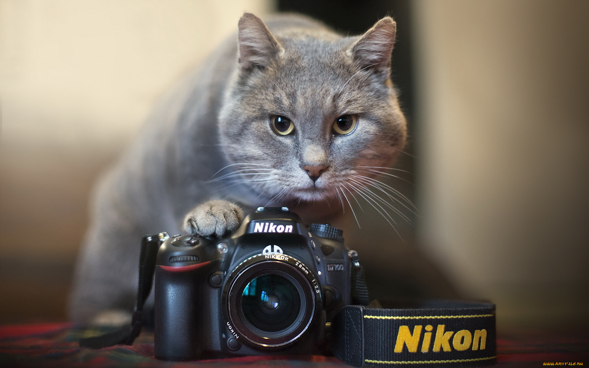 , nikon, , 